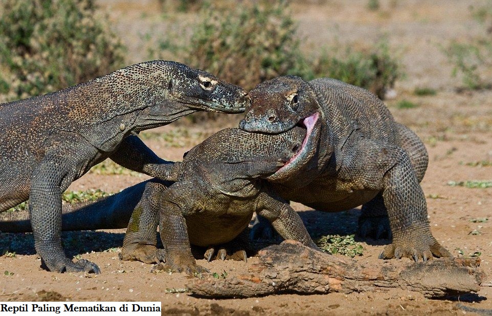 Reptil Paling Mematikan di Dunia