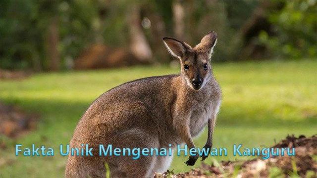 Fakta Unik Mengenai Hewan Kanguru