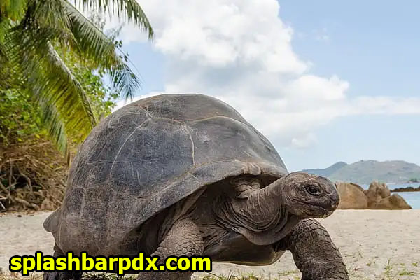 Fakta Unik Kura-Kura Aldabra