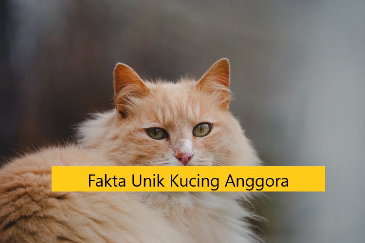 Fakta Unik Kucing Anggora